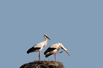 white stork in the nest