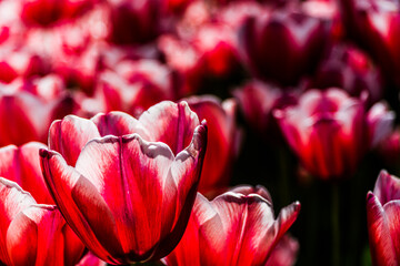 Tulips in the open earth in nature
