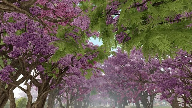 Neighborhood with pink jacaranda tree, alley through the trees, 4K