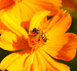 beautiful flowers and Bee in nature
