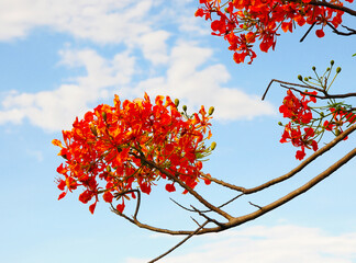 Beautiful red flowers Sky as background.