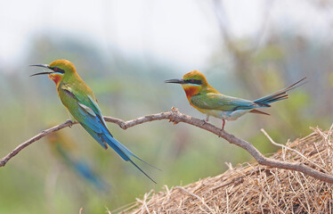 Couple Green bird (Blue tailed Bee eater) nature in Thailand