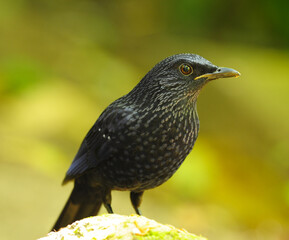 Blue Whistling Thrush,in nature, in Thailand
