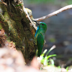 Bird Blue-Bearded Bee Eater in Thailand