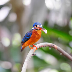 Beautiful blue Kingfisher, male Blue-eared Kingfisher (Alcedo meninting)