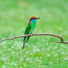 Blue-throated Bee-eater on the branch