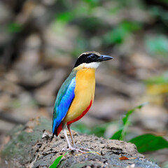 Beautiful colorful Bird (Blue-winged Pitta)  in nature, in Thailand