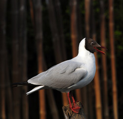 Brown-headed Gull in nature