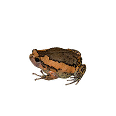 Fototapeta premium Bullfrog against white background