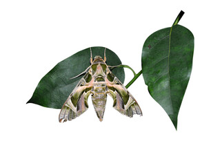 Butterfly on a white background