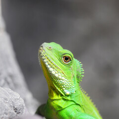 Closeup Green Water Dragon or Thai Water Dragon