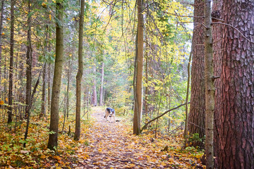 Scenery autumn forest with small path. Trees in nature landscape