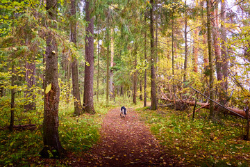 Scenery autumn forest with small path. Trees in nature landscape