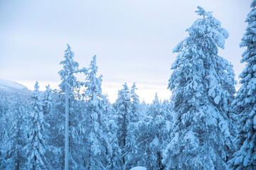 Winter landscape. Mnegum pine forest and mountainous area in northern europe.