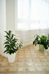 Decorative tree planted in a white ceramic pot isolated on a white background in the living room