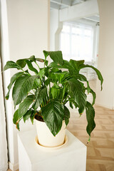 Beautiful Indoor plant Rubber Plant tree in pot on wooden table in front of white wall.