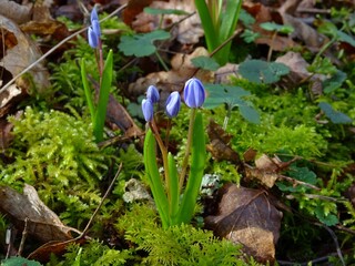 Les prémices du printemps dans un bois.