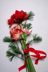 Red amaryllis on white background