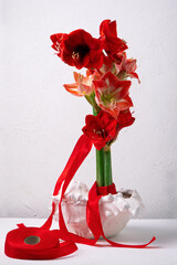 Red amaryllis in shell vase on white background