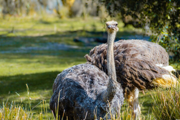 African OStrich Couple Grazing in a Sanctuary and They Watch out for one another as a Normal...