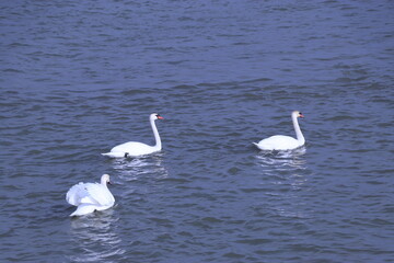 White swans on the river