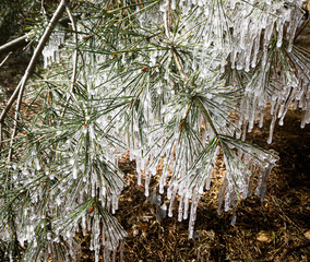 Small tree covered with icicles in nature in winter
