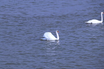 Fototapeta premium White swans on the river