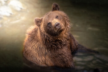 Beautiful wild brown bear looking at camera while swimming