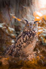 Wild owl in the woods of Czech Republic in autumn
