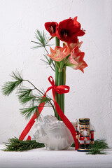 Red amaryllis in shell vase on white background