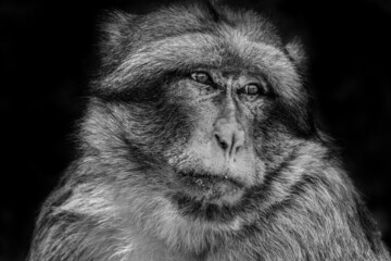 Portrait of an old wild barbary ape in Morocco