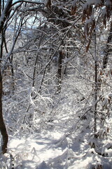 snowy mountain