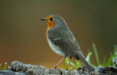 Looking to the robin