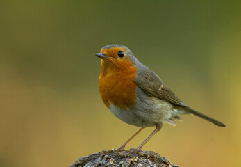 Little robin in the forest