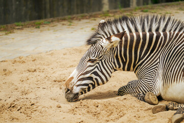 Fototapeta na wymiar Zebra im Zoo