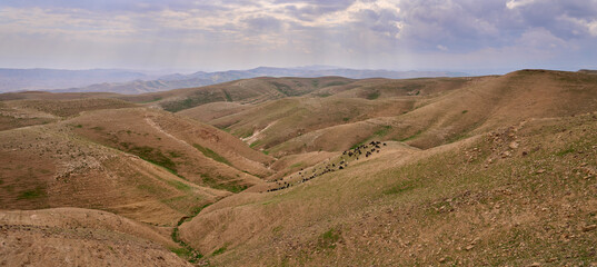 Colorful desert landscape in Judean Desert near Jericho. Orange and green colors of hills. Unusual desert landscape with green grass sprouts  in a lovely winter day. Herd of grazing goats. - obrazy, fototapety, plakaty