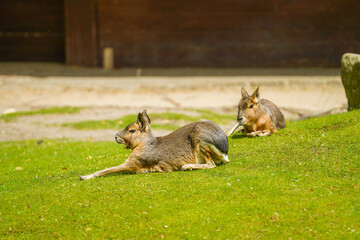 Mara, Pampashase im Zoo