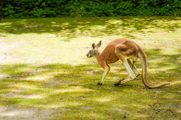 Känguru im Zoo