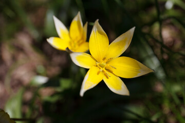 Tulipa biebersteiniana, ulipa sylvestris australis blooming in april