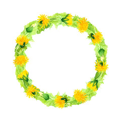 Watercolor wreath of dandelion buds and green leaves on isolated white background, romantic botanical illustration of summer yellow flowers, frame for text.