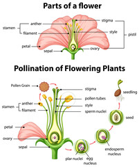 Diagram of pollination of flowering plants - obrazy, fototapety, plakaty