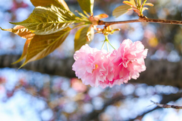 Beautiful full bloom cherry Blossom in the early spring season. Pink Sakura Japanese flower in over the blue sky. Japanese Garden