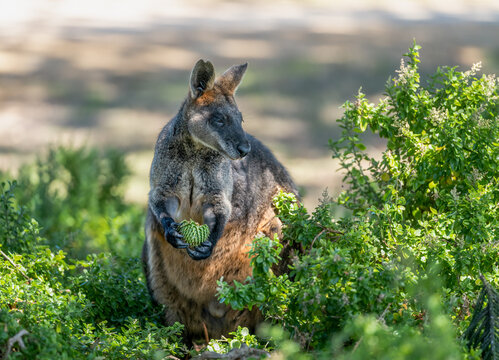 Australian swamp wallaby (Wallabia bicolor) feeding