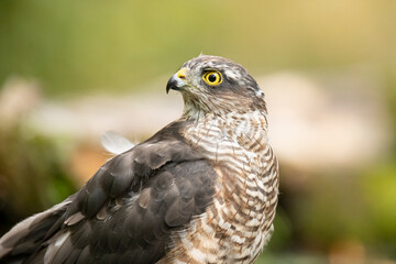 Sparrowhawk, Accipiter nisus. Bird of Prey
