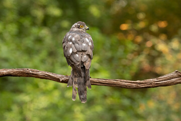 Sparrowhawk, Accipiter nisus. Bird of Prey