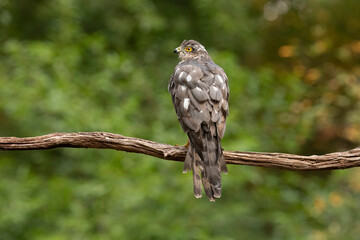 Sparrowhawk, Accipiter nisus. Bird of Prey