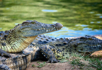 Wild predatory Nile crocodiles lie on the shore of the reservoir.