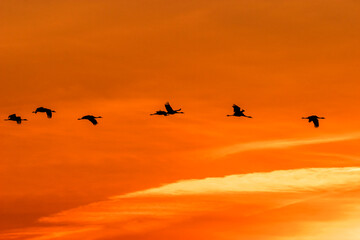 Flock of flying cranes in the sky at sunset