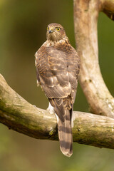 Sparrowhawk, Accipiter nisus. Bird of Prey