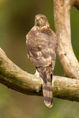 Sparrowhawk, Accipiter nisus. Bird of Prey
